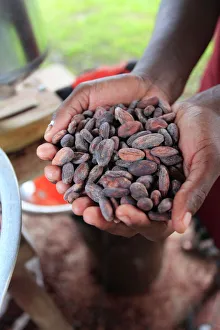 Cacao (cocoa) beans freshly harvested and ready for making into chocolate, Belize, Central America Cacao (cocoa) beans freshly harvested and ready for making into chocolate, Belize, Central America