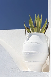 Cacti in whitewashed urn against white wall and blue sky, Imerovigli, Santorini, Cyclades Cacti in whitewashed urn against white wall and blue sky, Imerovigli, Santorini, Cyclades