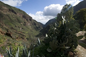 Cactus in the Barancode de Tirjana, Gran Canaria, Canary Islands, Spain, Europe Cactus in the Barancode de Tirjana, Gran Canaria, Canary Islands, Spain, Europe