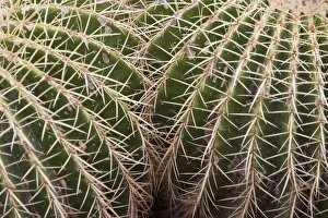 Cactus Photography Prints: Cactus, Echinocactus Grusonii Hildmann