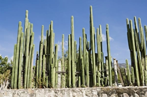 Prickly Pear Cactus Pictures Prints: Cactus, Mexico