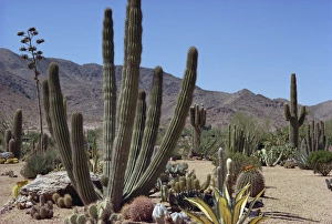 Natural World Photography USA Prints: Cactus plants
