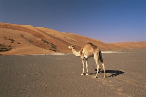 Wahiba Sands Oman Prints: Camel in the desert