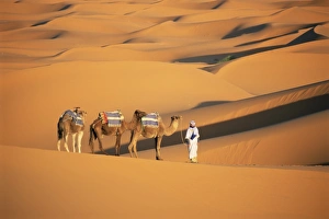 Moroccan Sand Dunes Prints: Camel guide and camels