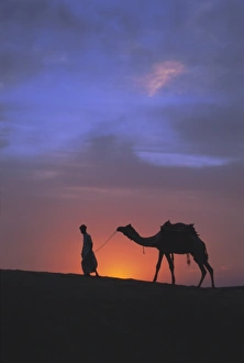 Sunset In The Thar Desert Prints: Camel silhouetted against the sunset