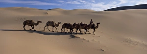 Central Asia Desert Landscapes Prints: Camel train