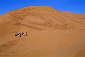 Camel Train Print, Morocco