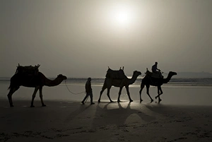 North Africa Transportation Prints: Camels on the beach