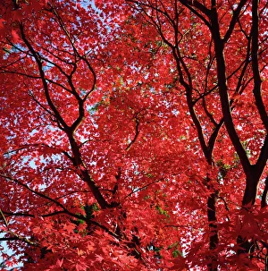 Autumn Foliage In The UK Prints: Canopy of acer trees fall foliage, Gloucestershire, England, United Kingdom, Europe