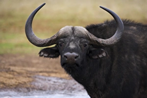 African Mammal Pictures Prints: Cape buffalo