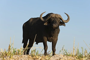 Travel Destinations Africa Prints: A Cape buffalo (Syncerus caffer), Chobe National Park, Botswana, Africa