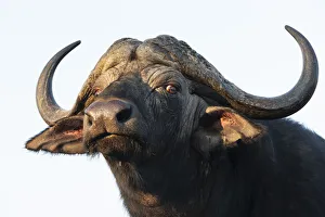 Cape Buffalo Print, Zimanga Private Game Reserve, South Africa