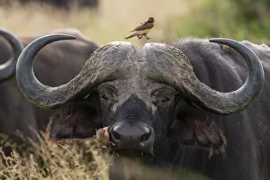 Cape Buffalo Print, Tsavo, Kenya