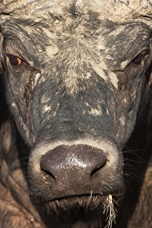 Outdoor Travel Destinations Prints: Cape buffalo (Syncerus caffer), Kruger National Park, South Africa, Africa