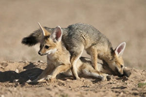 Cape fox (Vulpes chama) cubs playing, Kgalagadi Transfrontier Park, Northern Cape Cape fox (Vulpes chama) cubs playing, Kgalagadi Transfrontier Park, Northern Cape