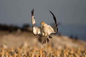 Bird Island South Africa Prints: Cape Gannet