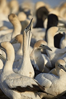 Cape Gannet (Morus capensis) displaying, Bird Island, Lamberts Bay, South Africa, Africa Cape Gannet (Morus capensis) displaying, Bird Island, Lamberts Bay, South Africa, Africa