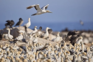 Cape Gannet (Morus capensis) flying over the colony, Bird Island, Lamberts Bay, South Africa Cape Gannet (Morus capensis) flying over the colony, Bird Island, Lamberts Bay, South Africa