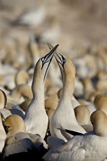 Cape gannet (Morus capensis) pair necking, Bird Island, Lamberts Bay Cape gannet (Morus capensis) pair necking, Bird Island, Lamberts Bay