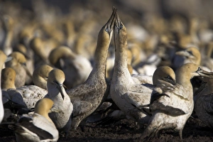 Bird Island South Africa Prints: Cape gannets