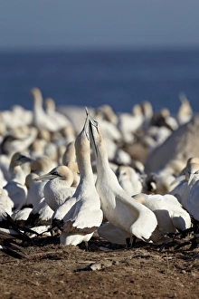 Two Cape gannets (Morus capensis) necking, Bird Island, Lamberts Bay Two Cape gannets (Morus capensis) necking, Bird Island, Lamberts Bay