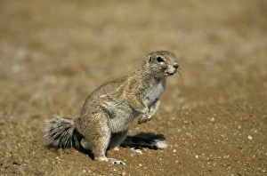 Namibian Wildlife Images Prints: Cape ground squirrel
