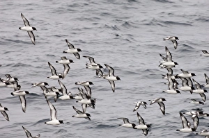 Antarctica Birds Prints: Cape petrels (Daption capense), Antarctica, Polar Regions