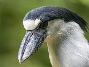 Captive adult boat-billed heron (Cochlearius cochlearius), Parque das Aves, Foz do Iguacu Captive adult boat-billed heron (Cochlearius cochlearius), Parque das Aves, Foz do Iguacu