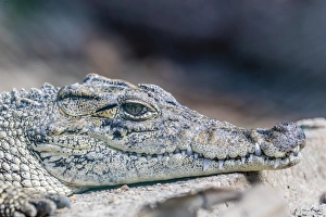 Captive Cuban crocodile (Crocodylus rhombifer), a small species of crocodile endemic to Cuba Captive Cuban crocodile (Crocodylus rhombifer), a small species of crocodile endemic to Cuba
