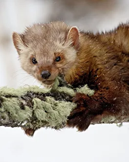 Captive fisher (Martes pennanti) in a tree in the snow, near Bozeman, Montana Captive fisher (Martes pennanti) in a tree in the snow, near Bozeman, Montana