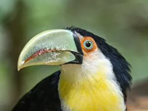 Captive red-breasted toucan (Ramphastos dicolorus), Parque das Aves, Foz do Iguacu Captive red-breasted toucan (Ramphastos dicolorus), Parque das Aves, Foz do Iguacu