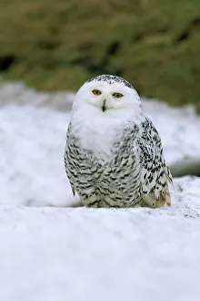 Wildlife Nature Photography Prints: Captive snowy owl