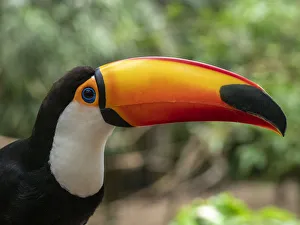 Captive toco toucan (Ramphastos toco), Parque das Aves, Foz do Iguacu, Parana State Captive toco toucan (Ramphastos toco), Parque das Aves, Foz do Iguacu, Parana State