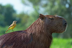 Capybara (Hydrochaeris hydrochaeris) and white-throated kingbird (Tyrannus albogularis) on the back Capybara (Hydrochaeris hydrochaeris) and white-throated kingbird (Tyrannus albogularis) on the back