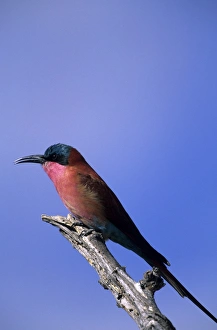 Images Dated 8th January 2000: Carmine Bee-eater Print, Chobe National Park, Botswana