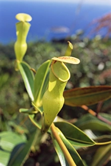Insectivorous Plant Photography Prints: Carnivorous flower
