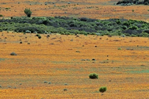 African Countryside Scenery Prints: Carpet of spring flowers
