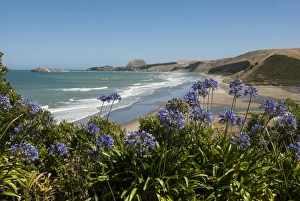 Castlepoint, southeast coast, North Island, New Zealand, Pacific Castlepoint, southeast coast, North Island, New Zealand, Pacific