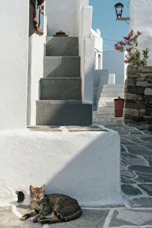 Cat basking in the sun by traditional white Greek houses, Kastro Village, Sifnos Cat basking in the sun by traditional white Greek houses, Kastro Village, Sifnos