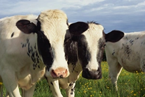 Outdoor Animal Images Prints: Cattle
