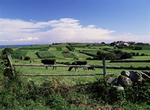 Asturias Landscape Photography Prints: Cattle in field