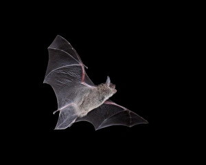 Cave Myotis (Myotis velifer) in flight in captivity, Hidalgo County, New Mexico Cave Myotis (Myotis velifer) in flight in captivity, Hidalgo County, New Mexico