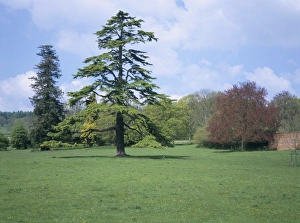 Herefordshire Landmarks Prints: Cedar, deodar tree, Croft Castle, Herefordshire, England, United Kingdom, Europe