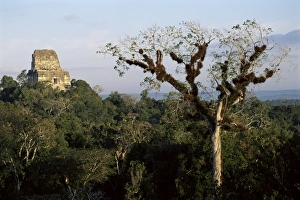Tikal National Park Attractions Prints: Cedar tree with bromeliades, Temple 4 beyond, Tikal, UNESCO World Heritage Site