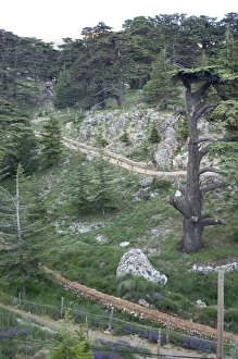 Cedars Of Lebanon Prints: Cedars of Bcharre
