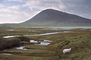 United Kingdom Outdoor Scenes Prints: Chaipaval Hill and sheep