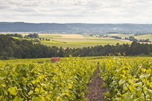 Champagne vineyards in the Cote des Bar area of Aube, Champagne-Ardennes, France, Europe Champagne vineyards in the Cote des Bar area of Aube, Champagne-Ardennes, France, Europe