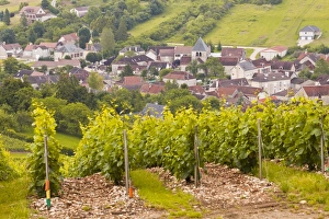 Champagne vineyards near to Balnot-sur-Laignes in the Cote des Bar area of the Aube Champagne vineyards near to Balnot-sur-Laignes in the Cote des Bar area of the Aube