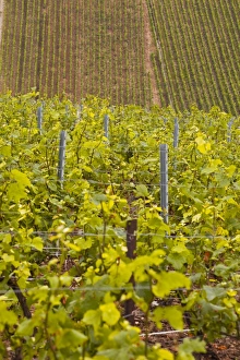 Champagne vineyards near to Les Riceys in the Cote des Bar area of the Aube department, Champagne-Ardennes, France Champagne vineyards near to Les Riceys in the Cote des Bar area of the Aube department, Champagne-Ardennes, France