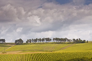 Champagne vineyards above the village of Noe les Mallets in the Cote des Bar area of Aube, Champagne-Ardennes, France Champagne vineyards above the village of Noe les Mallets in the Cote des Bar area of Aube, Champagne-Ardennes, France